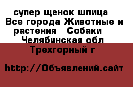 супер щенок шпица - Все города Животные и растения » Собаки   . Челябинская обл.,Трехгорный г.